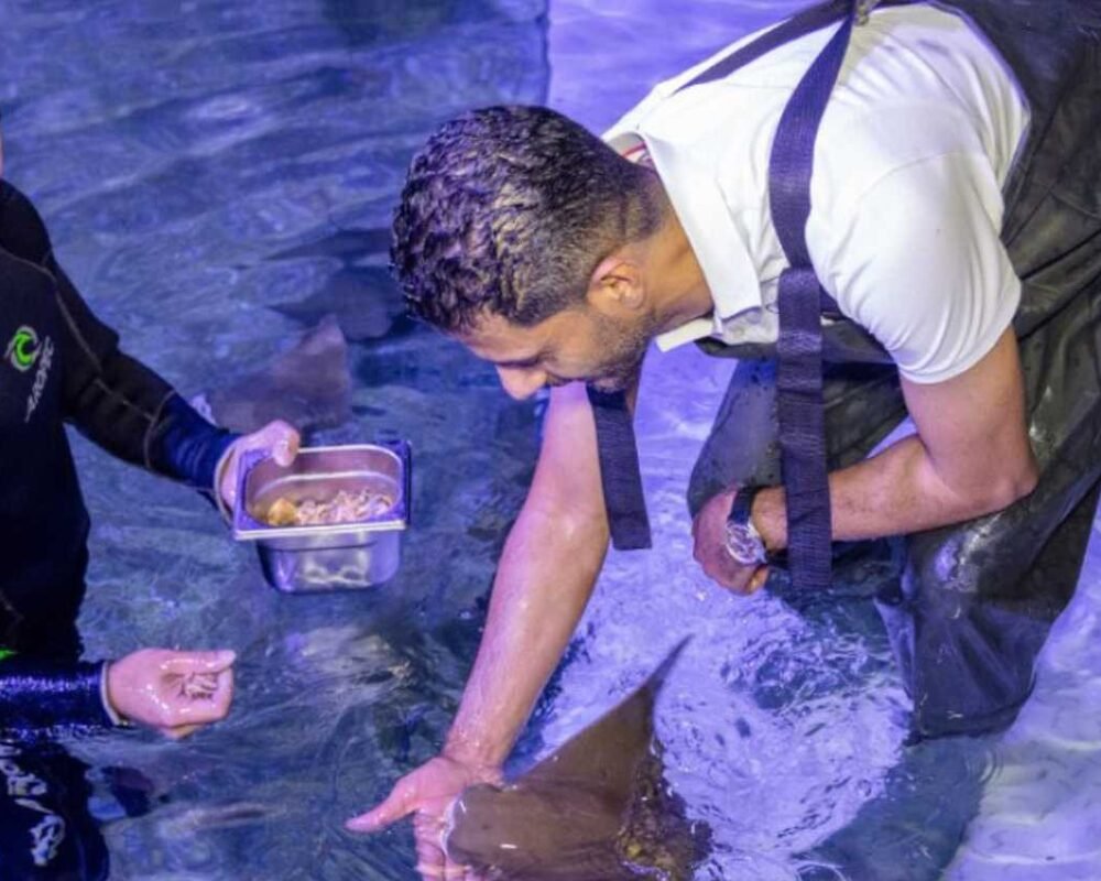 National Aquarium Abu Dhabi – All Access Pass + Fish Feeding Experience - Image 2