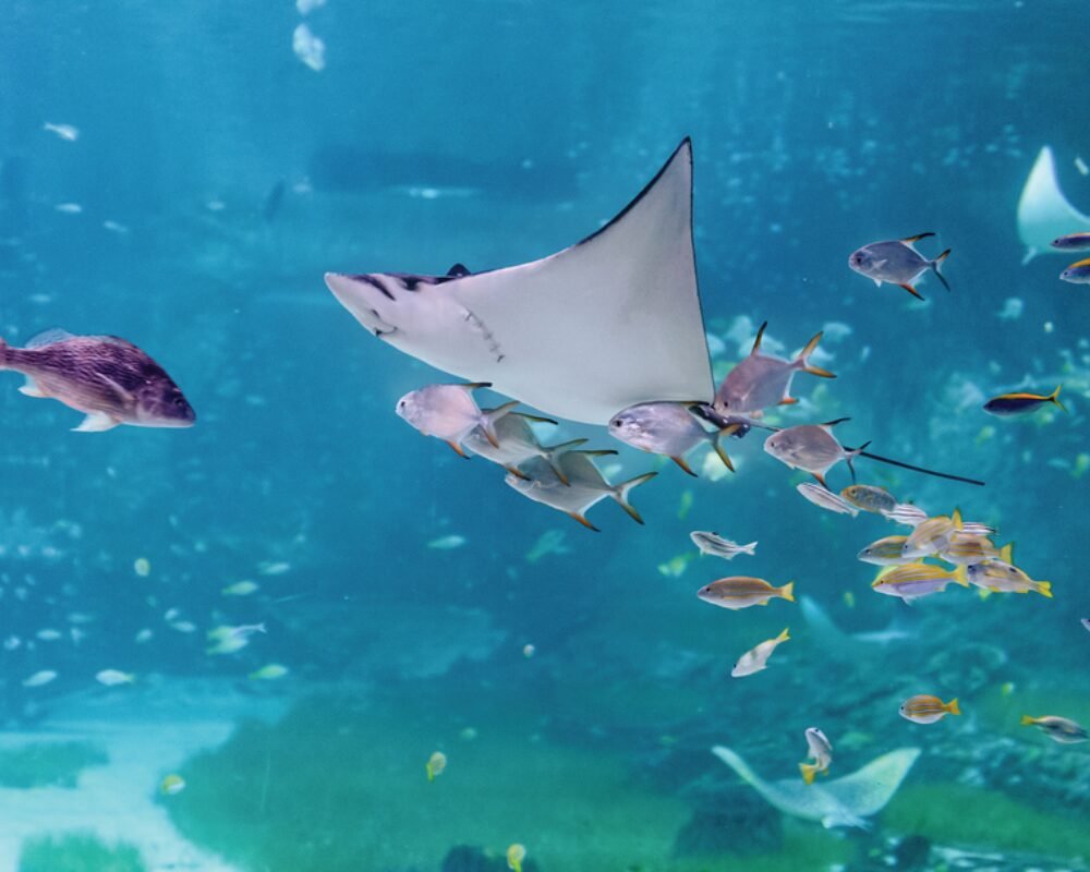 National Aquarium Abu Dhabi – All Access Pass + Fish Feeding Experience - Image 4