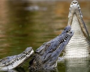 Crocodile Park - Dubai