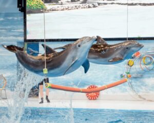 Dubai Dolphinarium – VIP Seating (Dolphin & Seal Show)