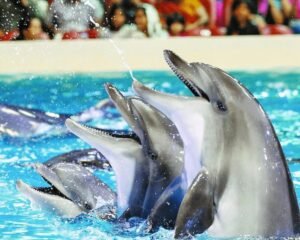 Dubai Dolphinarium – Dolphin & Seal Show