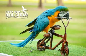 Creek Park Exotic Bird Show – Dubai Dolphinarium