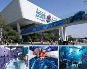 National Aquarium Abu Dhabi – All Access Pass + Fish Feeding Experience